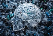 0.5 Percent Microplastic in Human Brain