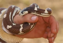 Snake bite