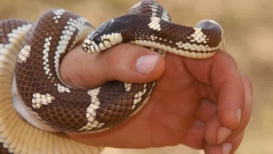 Snake bite