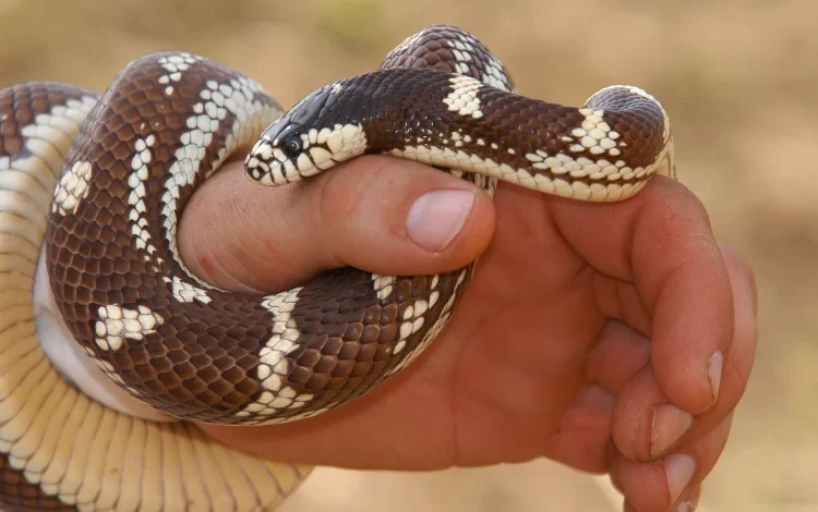 Snake bite