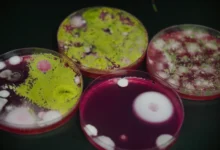 Fungi growth in petri dishes