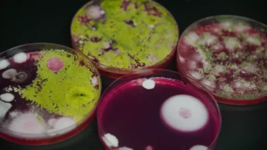 Fungi growth in petri dishes
