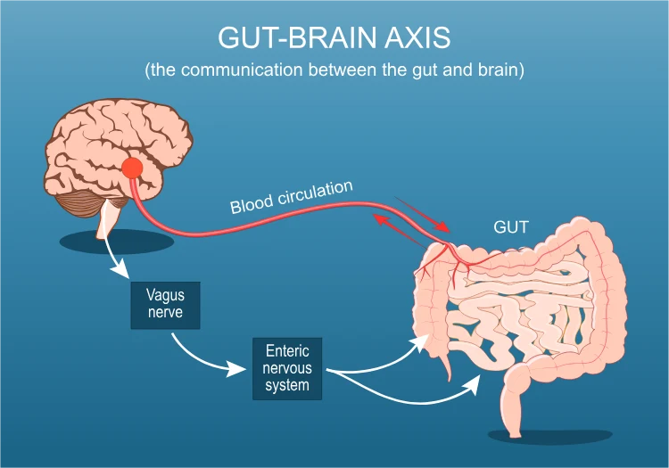 The communication between the gut and brain Gut-brain axis.