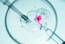 Microscopic view of in vitro fertilization procedure.
