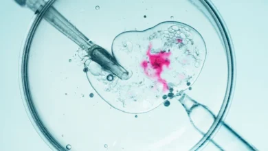 Microscopic view of in vitro fertilization procedure.