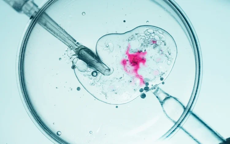 Microscopic view of in vitro fertilization procedure.