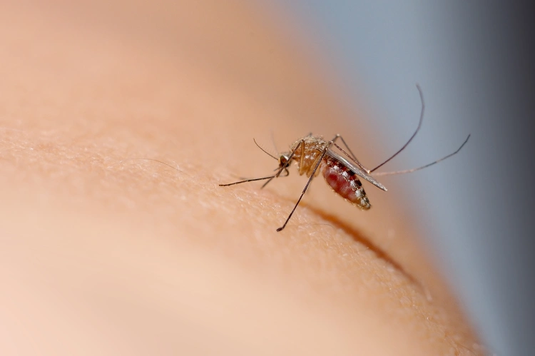 A mosquito sucking blood on human skin A mosquito sucking blood on human skin.