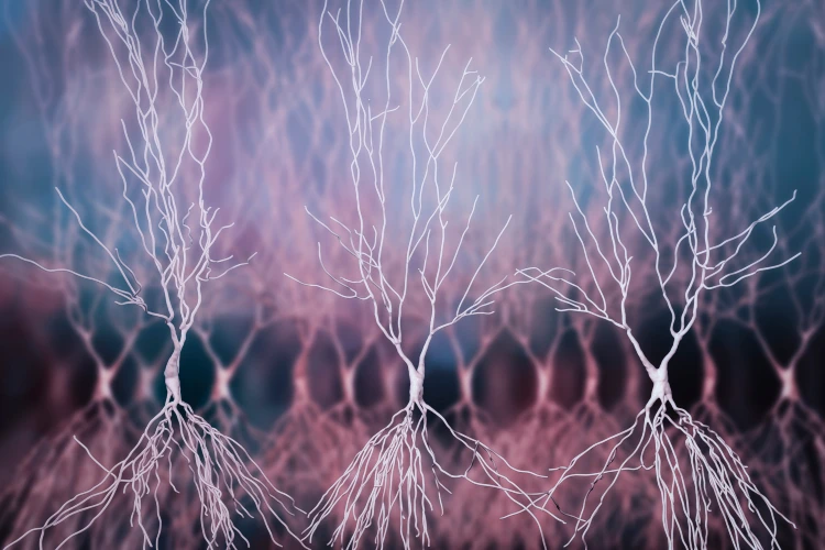 Human hippocampus neurons