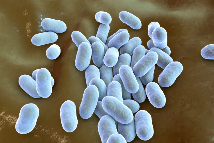 Prevotella bacteria Prevotella