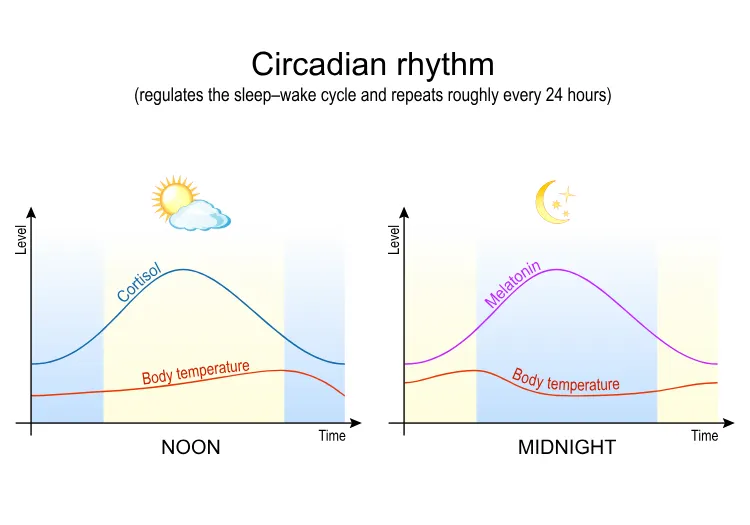 circadian rhythm
